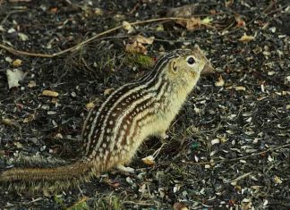 Fauna Bio Awarded Phase I Small Business Innovation Research (SBIR) Grant