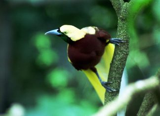 Kazan Federal University’s Extreme Biology Lab To Biobank Endangered Bird Species