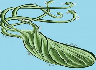 Eliminating Helicobacter Pylori Reduced Risk Of Gastric Cancer By 75% In An American Population