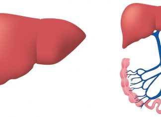 Estrogen Receptor Isoforms Are Down-Regulated In Hepatocellular Carcinoma