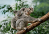 Frozen Sperm Biobank: A New Long-term and Cost-effective Model Could Help Save Endangered Koalas Species Frozen sperm biobank: A new long-term and cost-effective model could help save endangered koalas species