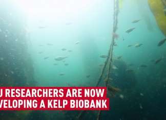 Biobank Led by Simon Fraser University Aims to Preserve West Coast Kelp Forests for Future Generations