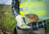 Revive & Restore Partners with U.S. Fish & Wildlife Service to Protect the Genetic Diversity of America’s Endangered Species New Biobanking Partnership Between Revive & Restore and U.S. Fish & Wildlife Service Safeguards the Genetic Diversity of America’s Endangered Species