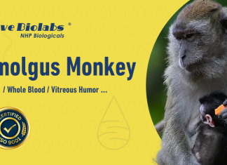 What’s the Hidden Edge of Cynomolgus Monkey-Derived Biologicals in Biomedical Research? What’s the Hidden Edge of Cynomolgus Monkey-Derived Biologicals in Biomedical Research?