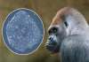 Barcelona CryoZoo Biobank Secures Global Grant for Wildlife Stem Cell Research Barcelona CryoZoo Biobank Secures Global Grant for Wildlife Stem Cell Research