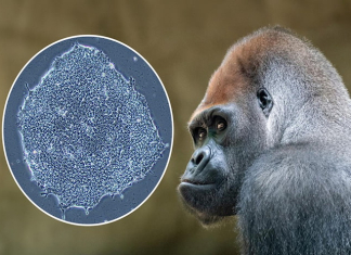 Barcelona CryoZoo Biobank Secures Global Grant for Wildlife Stem Cell Research Barcelona CryoZoo Biobank Secures Global Grant for Wildlife Stem Cell Research