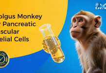 Non-Human Primate Biologicals: A Fresh Look at Microvascular Endothelial Cells Non-Human Primate Biologicals: A Fresh Look at Microvascular Endothelial Cells