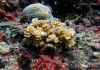 Philippines to Launch First Coral Larvae Cryobank to Boost Reef Restoration Philippines to Launch First Coral Larvae Cryobank to Boost Reef Restoration