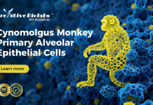 Scientists Turn to Cynomolgus Monkey Primary Cells for Translational Research Scientists Turn to Cynomolgus Monkey Primary Cells for Translational Research