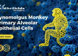 Scientists Turn to Cynomolgus Monkey Primary Cells for Translational Research Scientists Turn to Cynomolgus Monkey Primary Cells for Translational Research