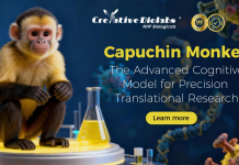 The Monkey Business Returns: How Creative Biolabs Advances NHP Research Through Translational Platforms The Monkey Business Returns: How Creative Biolabs Advances NHP Research Through Translational Platforms