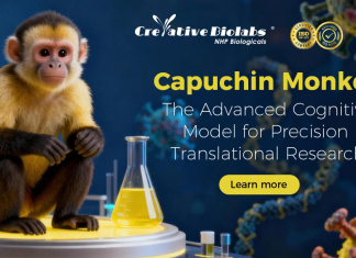 The Monkey Business Returns: How Creative Biolabs Advances NHP Research Through Translational Platforms The Monkey Business Returns: How Creative Biolabs Advances NHP Research Through Translational Platforms