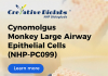 The Precision of Life: Creative Biolabs’ Journey to Capture the Cynomolgus Monkey’s Story in Every Cell The Precision of Life: Creative Biolabs' Journey to Capture the Cynomolgus Monkey's Story in Every Cell