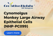The Precision of Life: Creative Biolabs’ Journey to Capture the Cynomolgus Monkey’s Story in Every Cell The Precision of Life: Creative Biolabs' Journey to Capture the Cynomolgus Monkey's Story in Every Cell